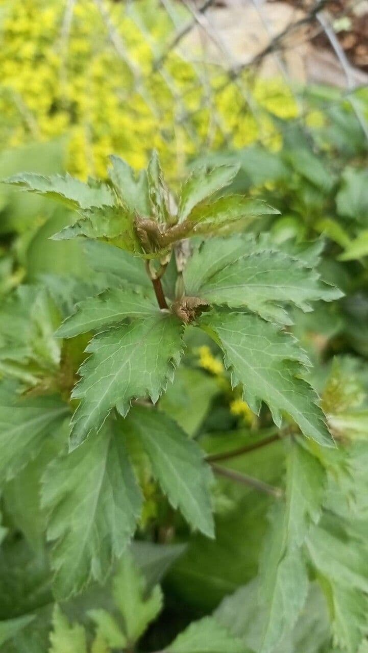 Sanicula canadensis 19
