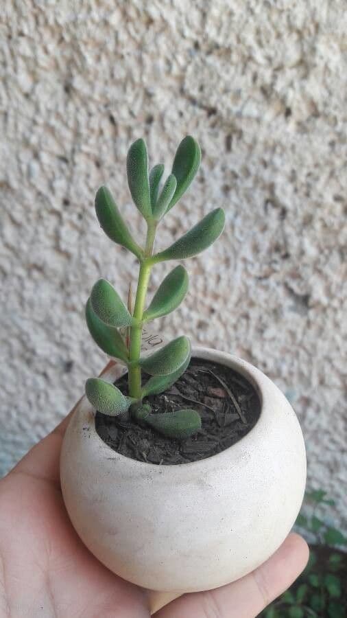 Crassula 17