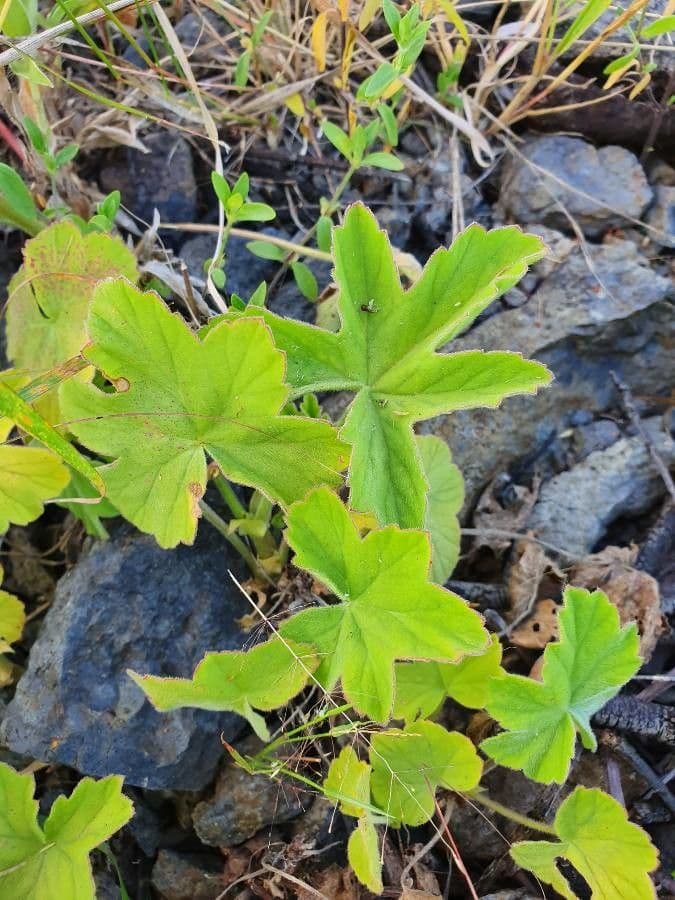 Pelargonium 17