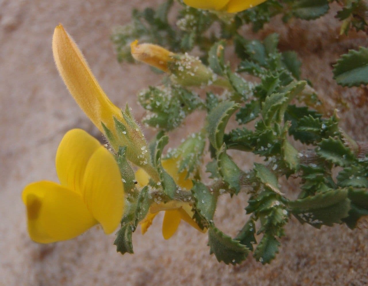Onide variegata 10