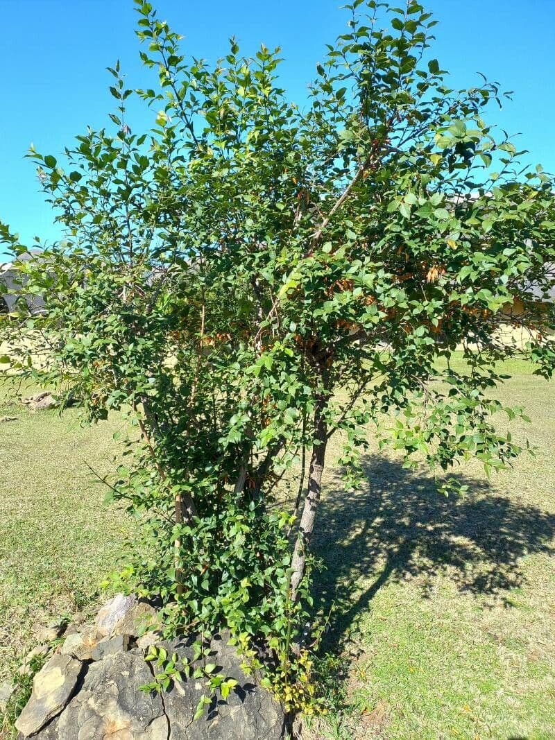 Halleria lucida 13