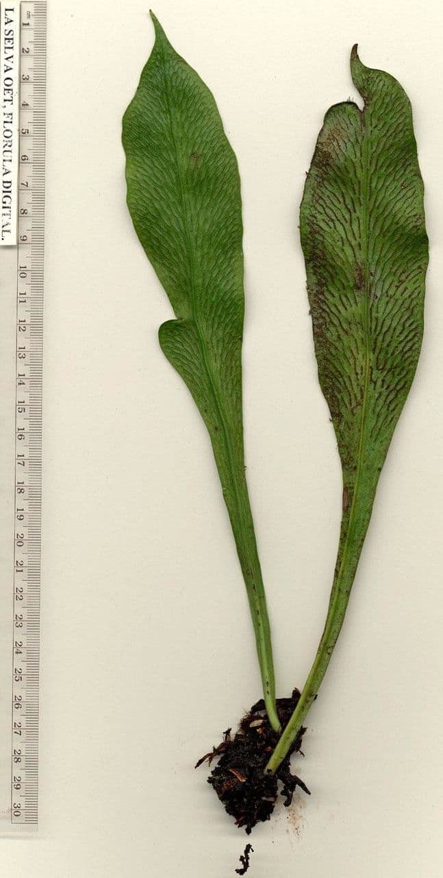 Polytaenium 2