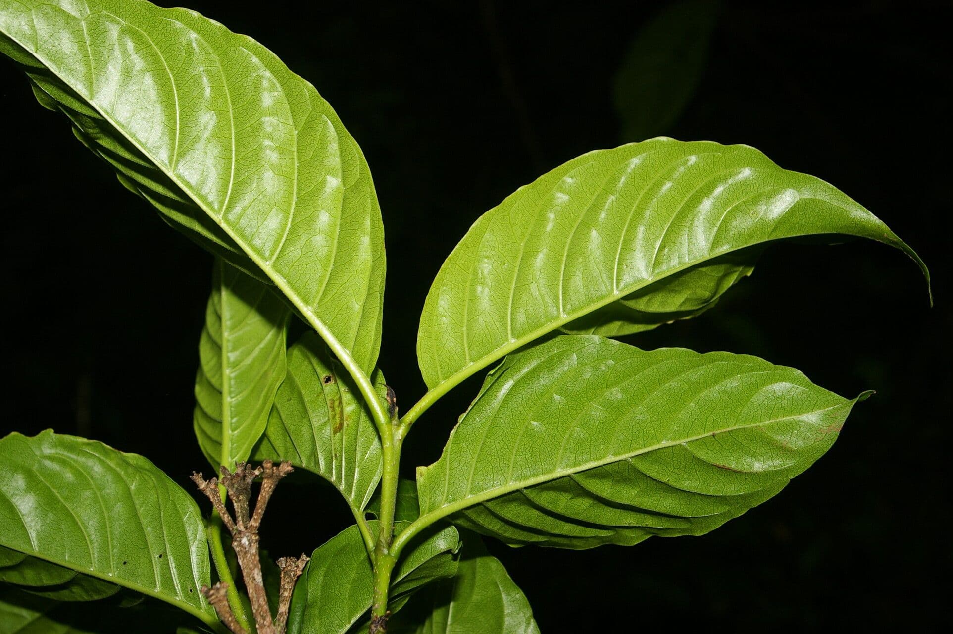 Kutarea 11