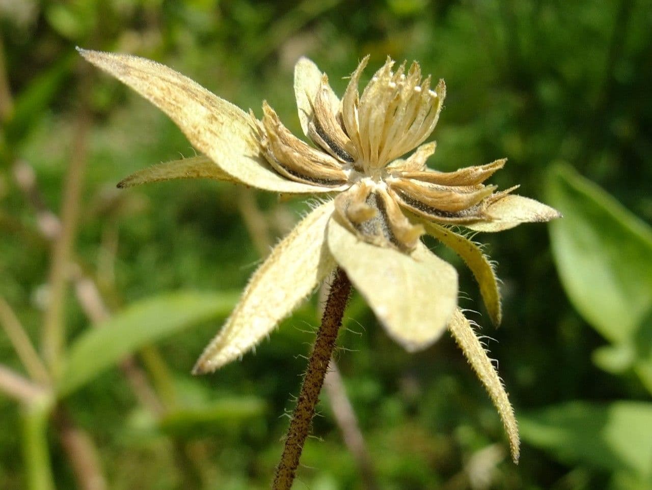 Lindheimera 5