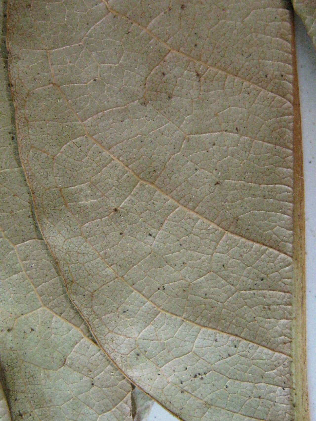 Korkbaum 26