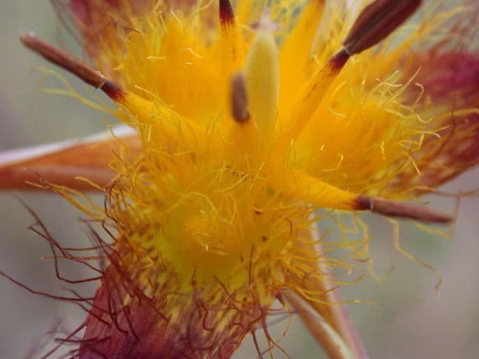 Calochortus obispoński 3