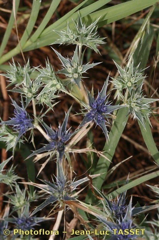 Panicaut