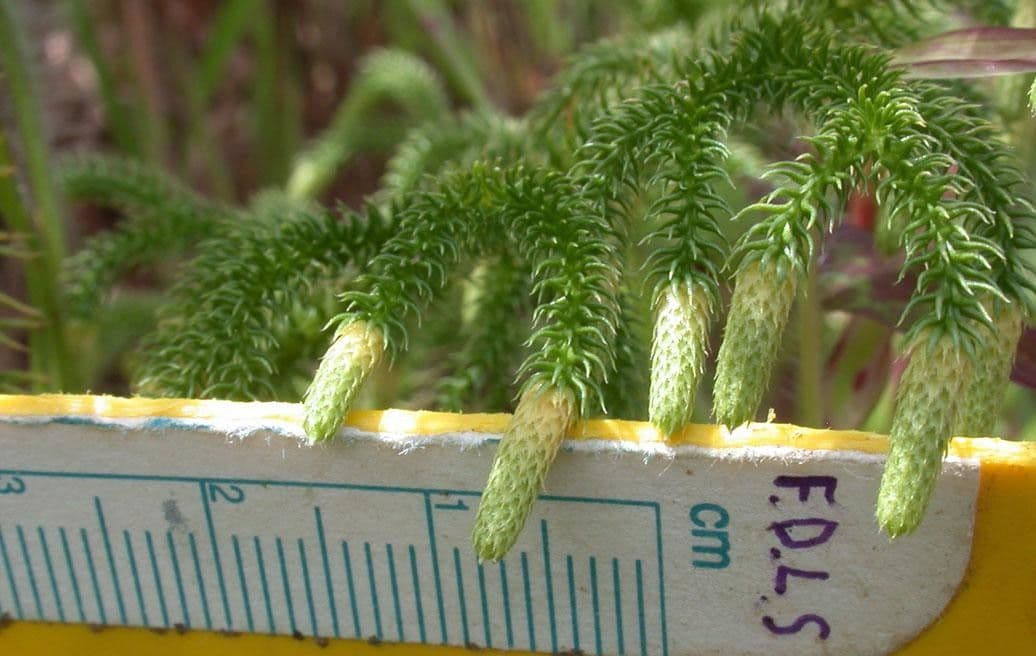 Lycopodiella cernua 21