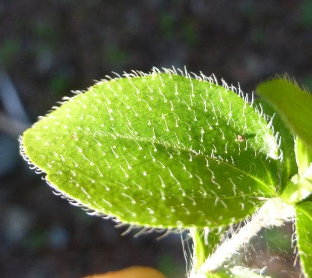 Whipplea modesta 15