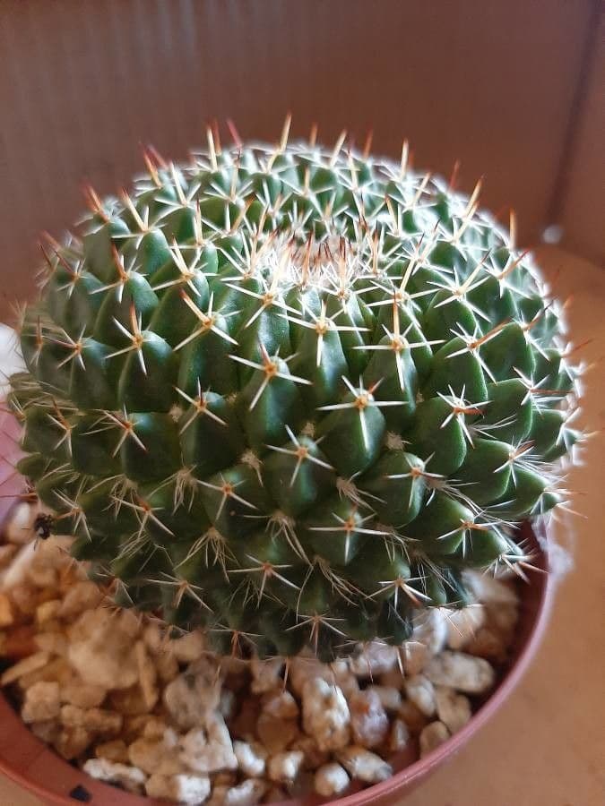 Mammillaria 15