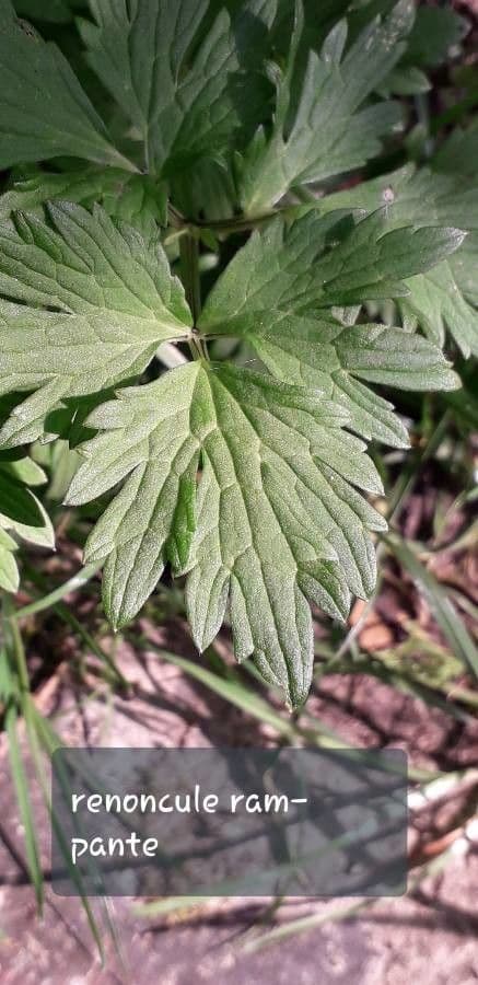 Ranuncolo macrophyllus 14