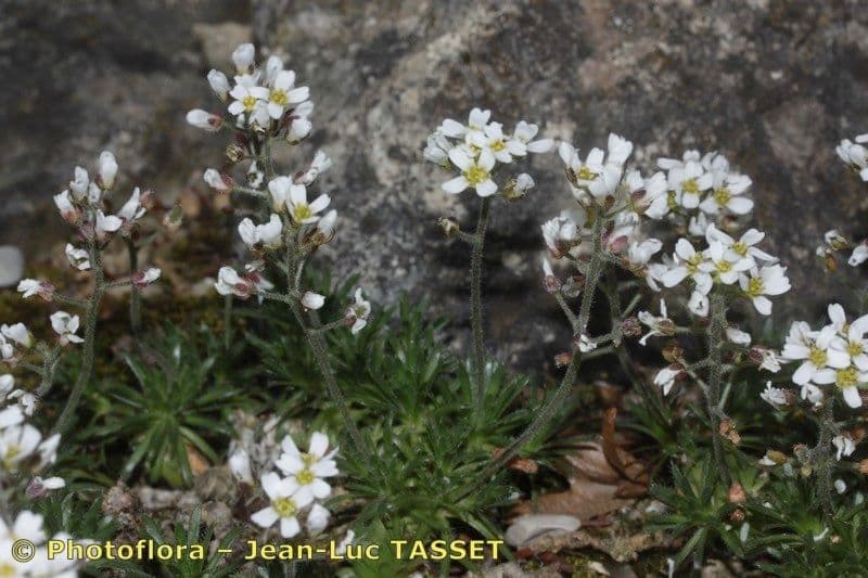 Draba dedeana 5
