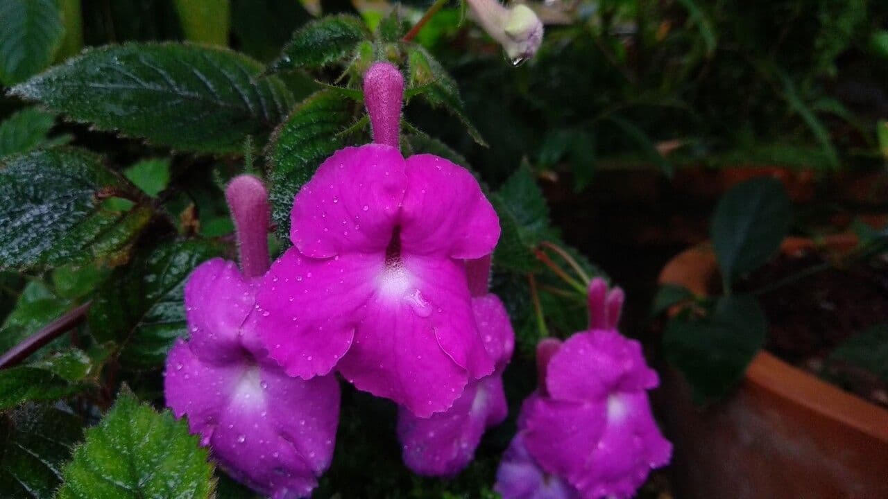 Impatiens