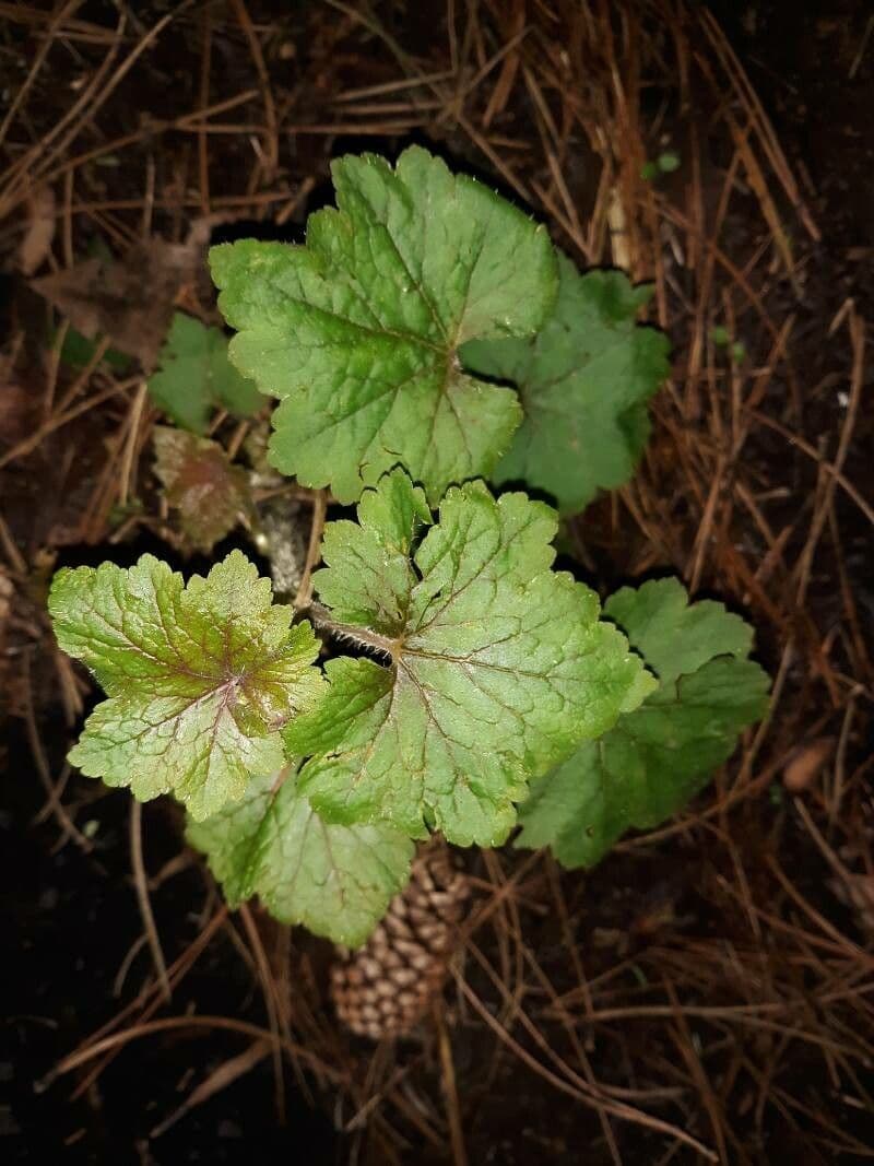 Tellima grandiflora 17