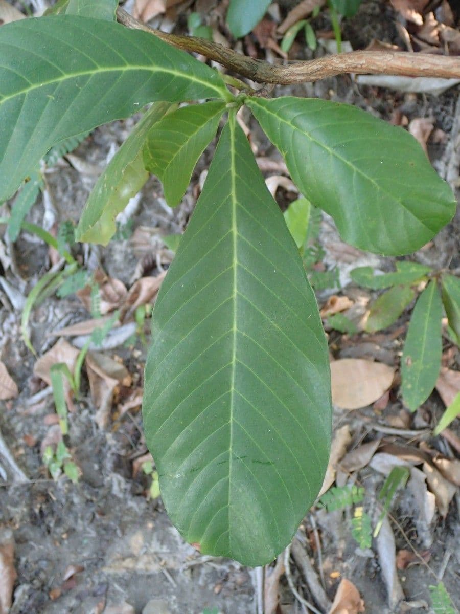Tetracera 4