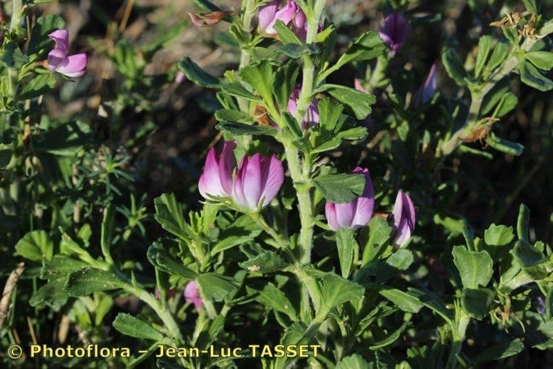 Ononide tridentata 25