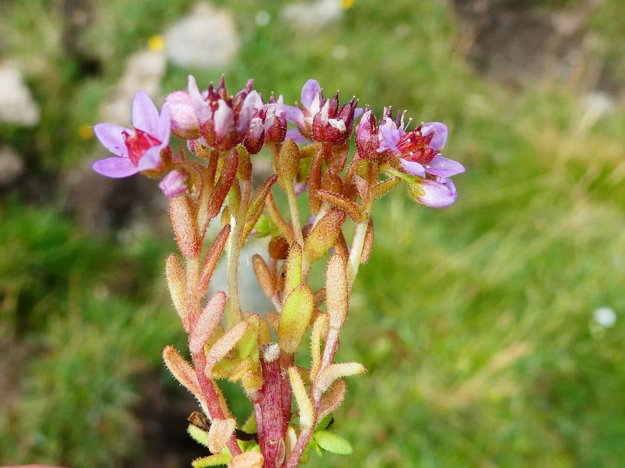 Behaarter Mauerpfeffer 19