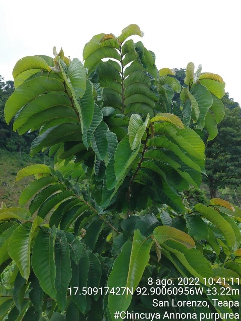 Annona purpurea 10