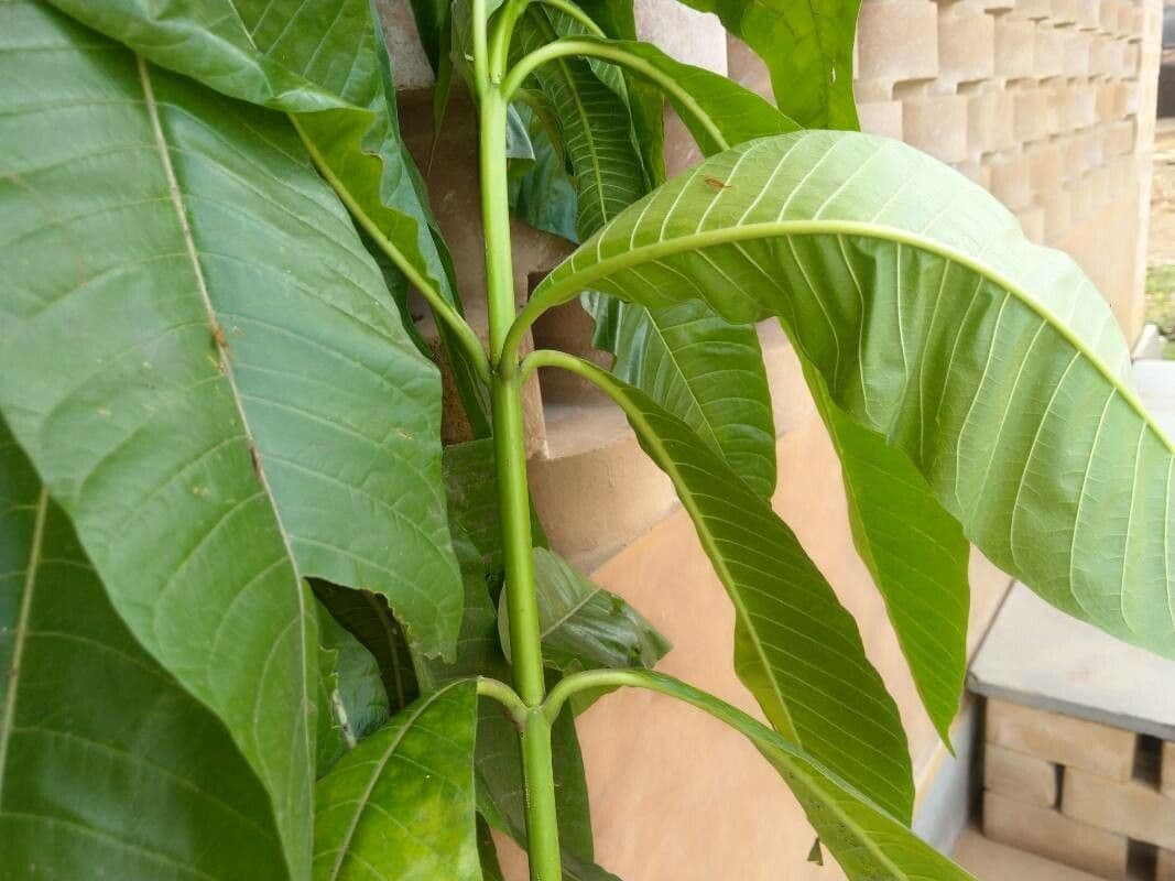Alstonia 7