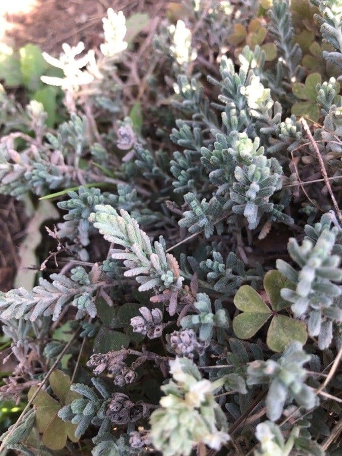 Teucrium 2
