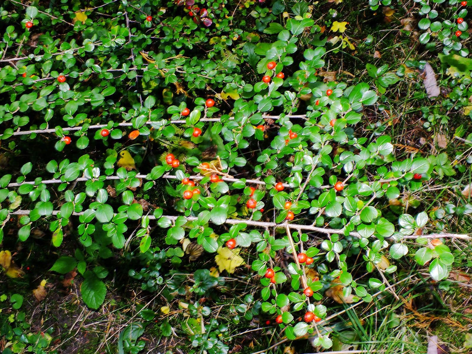 Cotoneaster 7