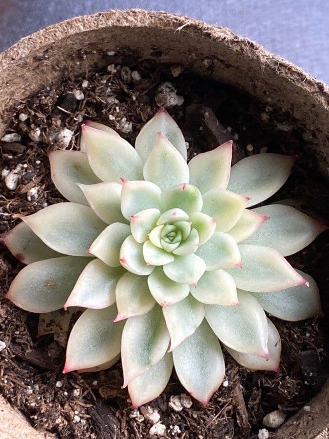 Echeveria 8