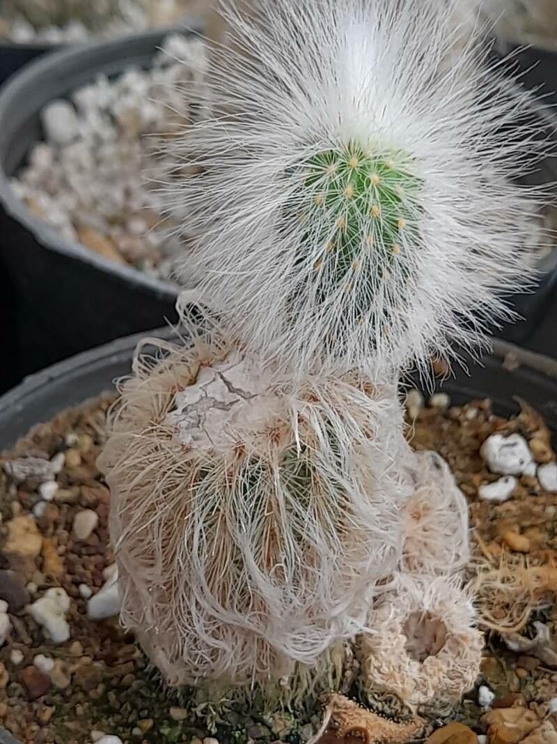 Echinocereus