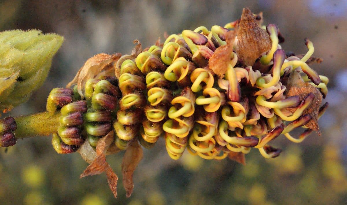 Grevillea 8