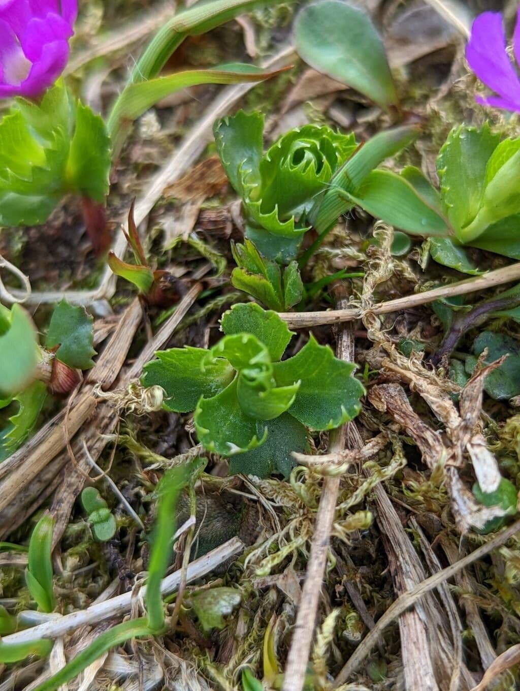 Primula 14