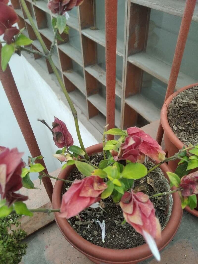 Pianta gamberetto 10
