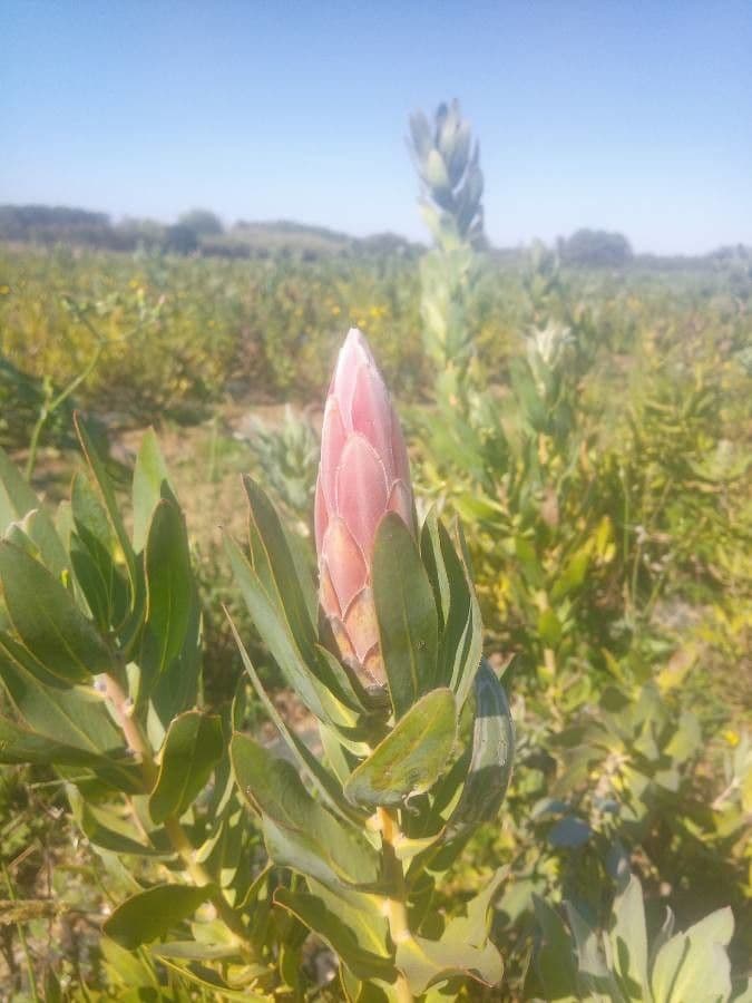 Protea coronata 2