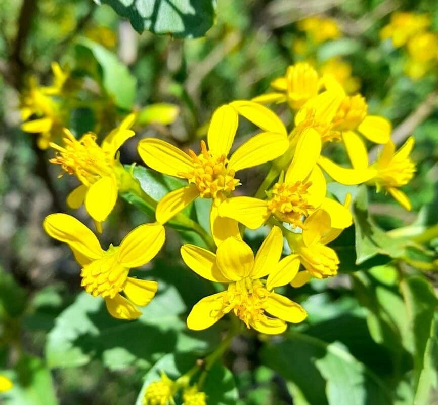 Flourensia thurifera