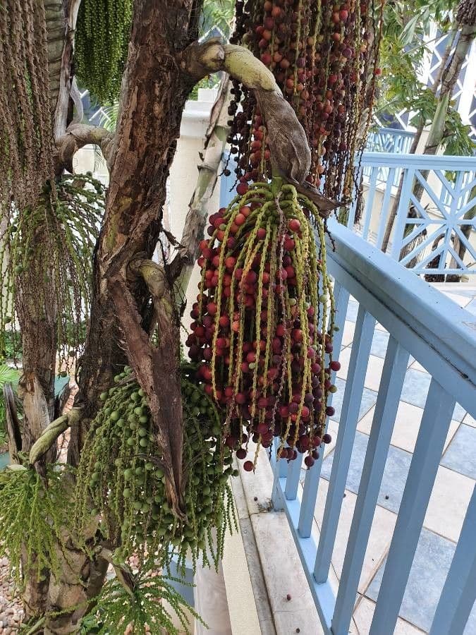 Palmier queue de poisson 5