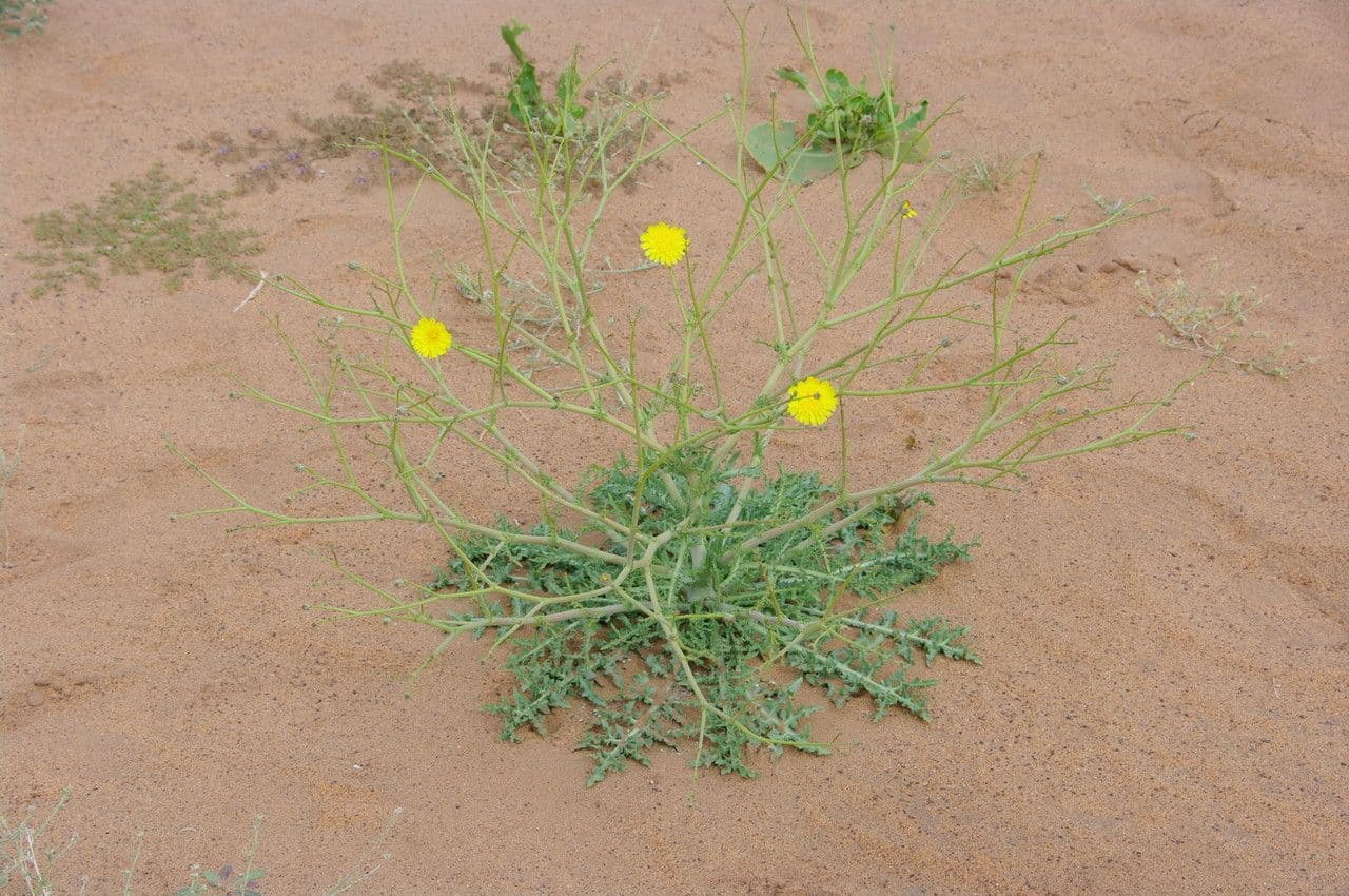 Launea mucronata 11