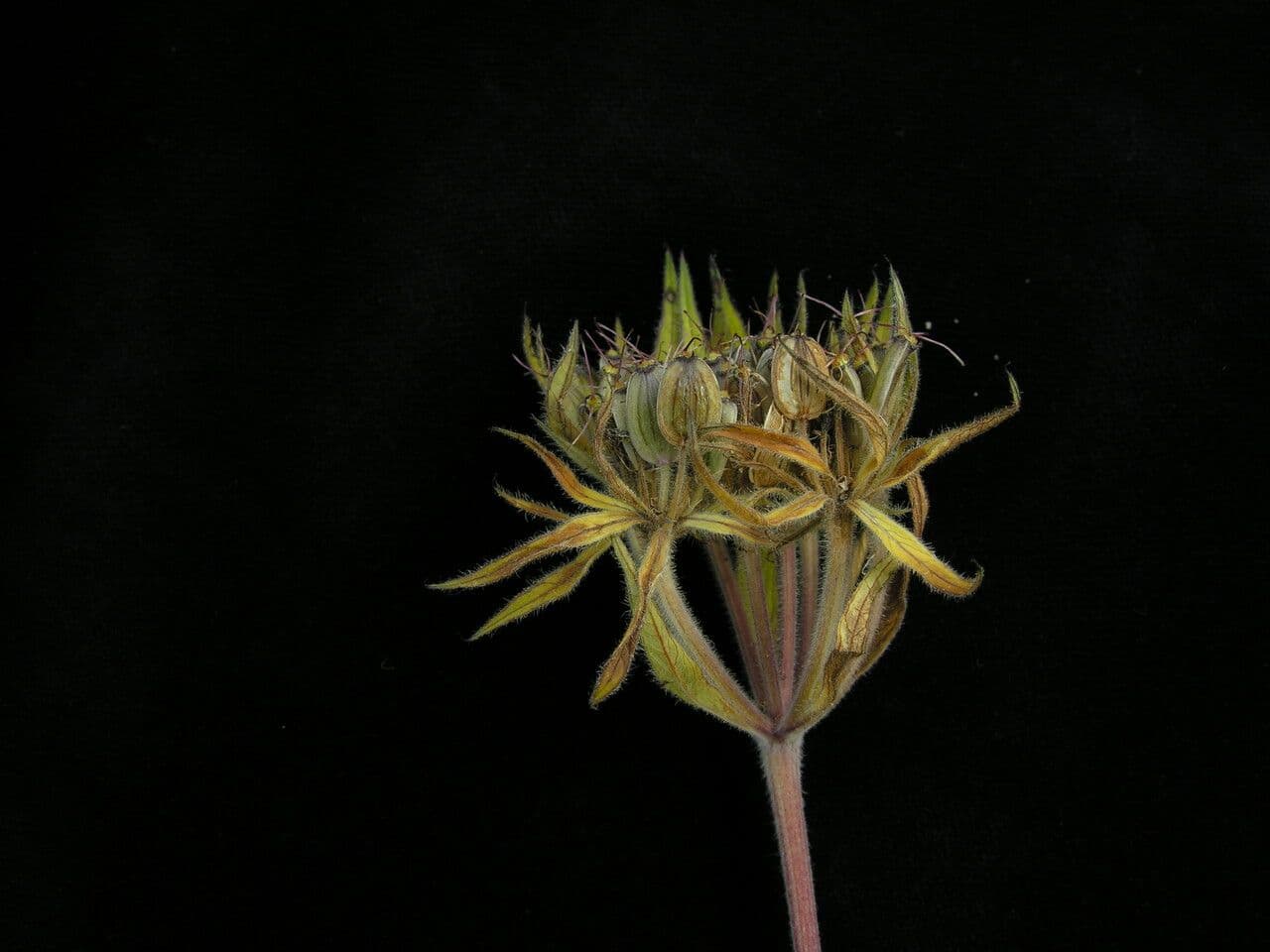 Tordyliopsis 2