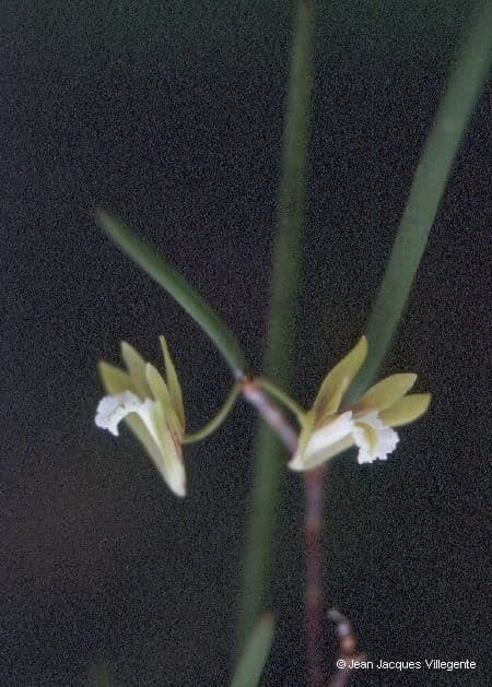 Native dendrobium 5