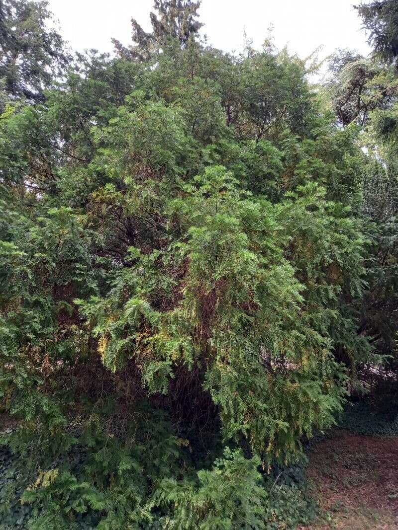 Obszarowca 12