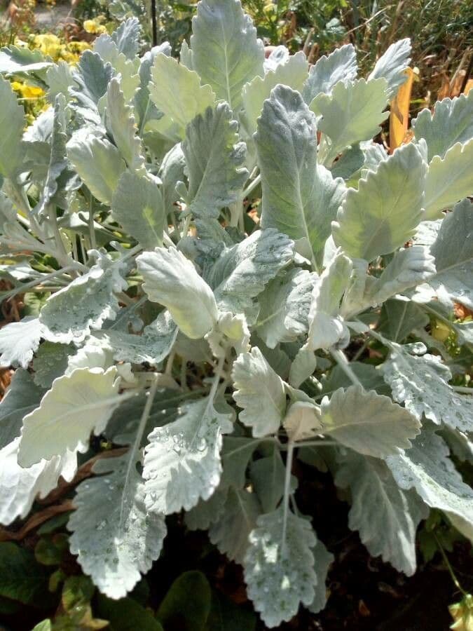 Senecione marittimo 5