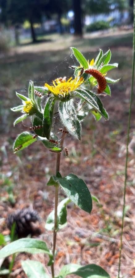 Asteroide spinoso 13