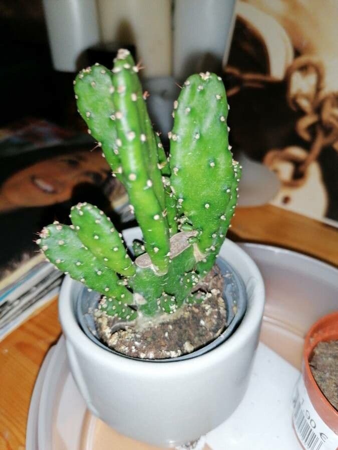 Opuncja Monacantha 16