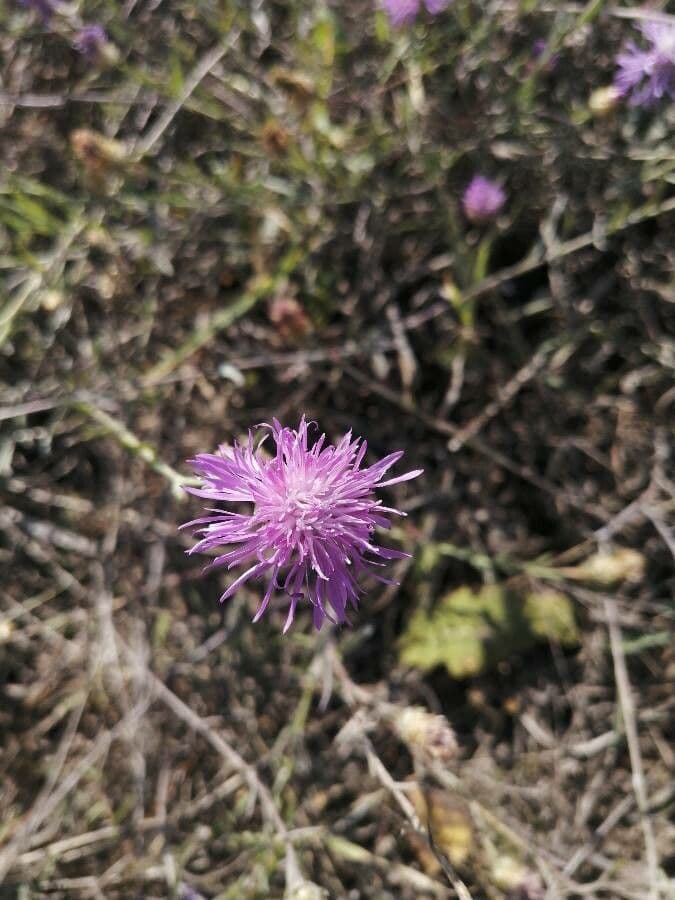 Centaurea 4