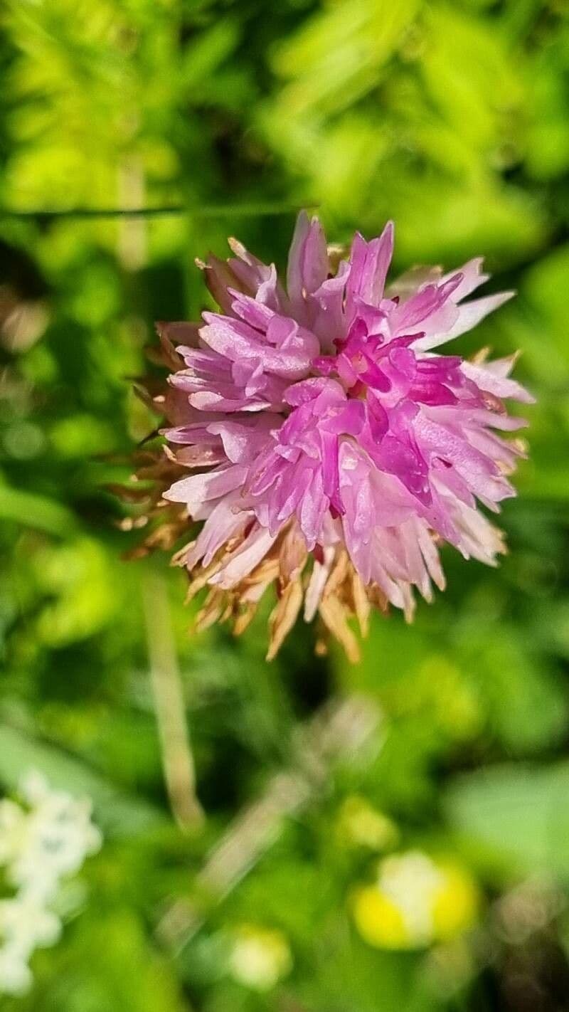Orquídea de Lithopolis 2