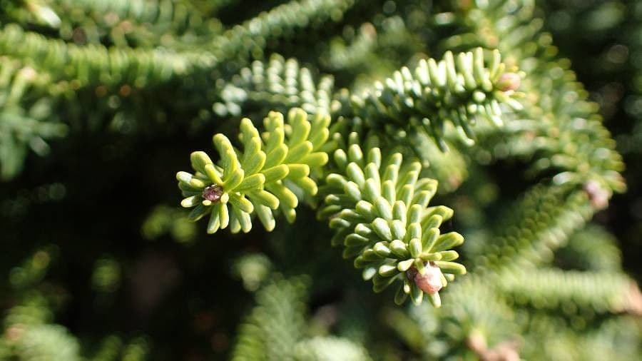 Podocarpus 14