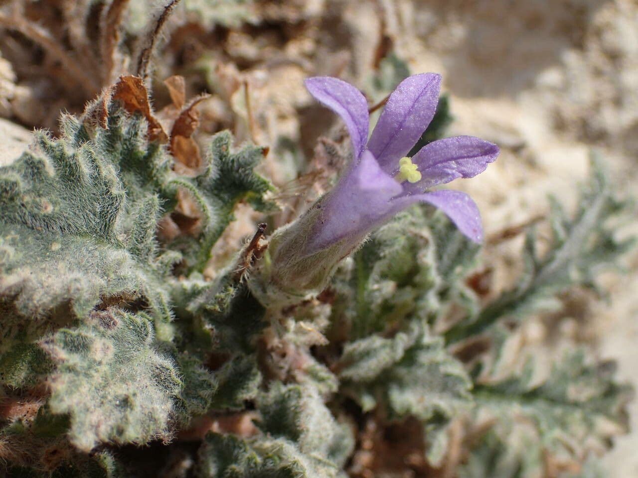 Campanula 2
