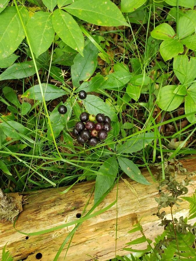 Aralia a stelo nudo 4