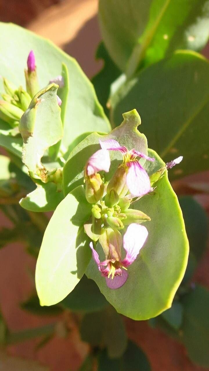 Schouwia 5