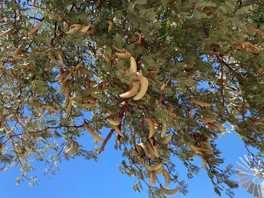 Acacia erioloba 2