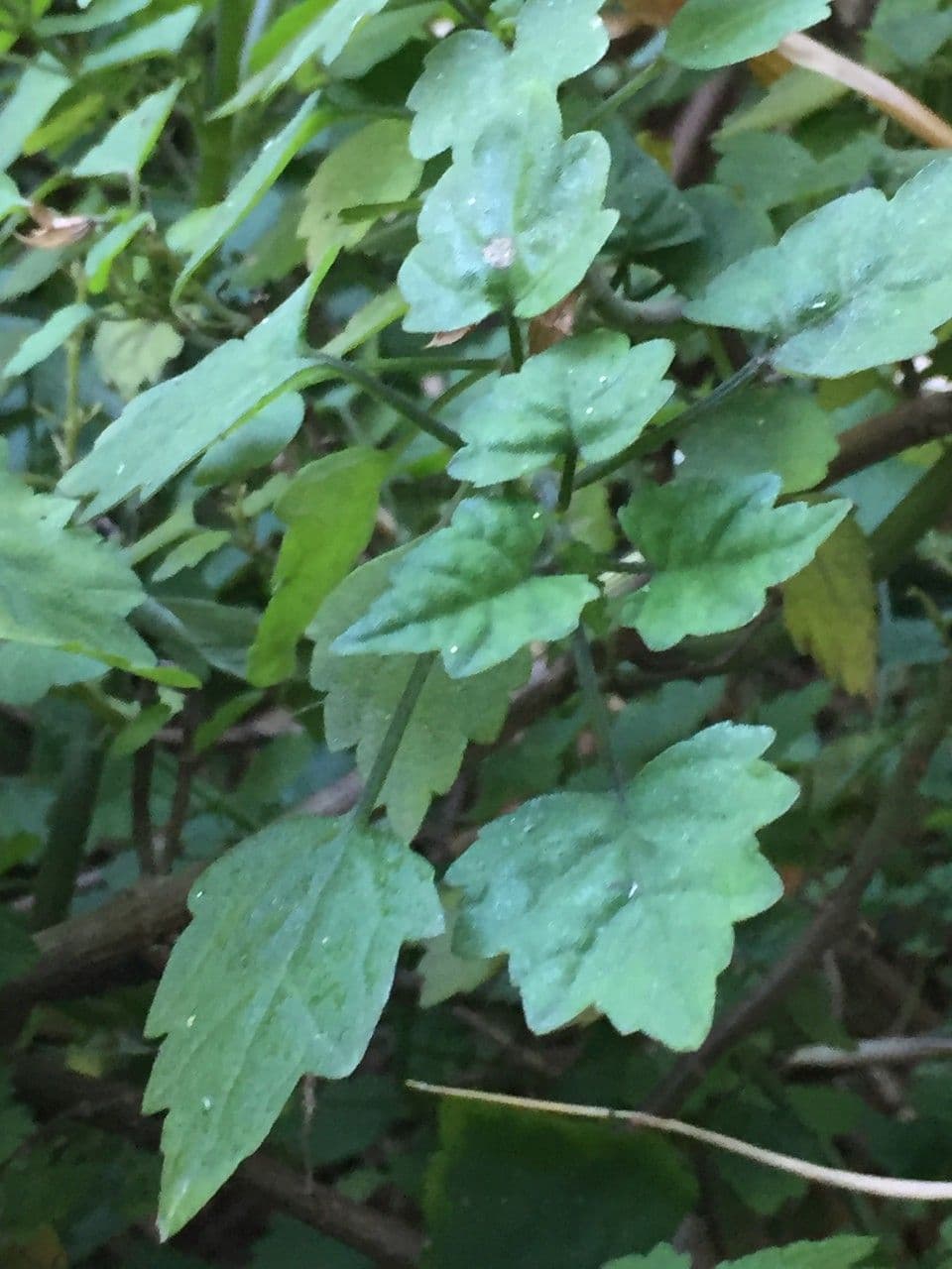 Plectranthus 14