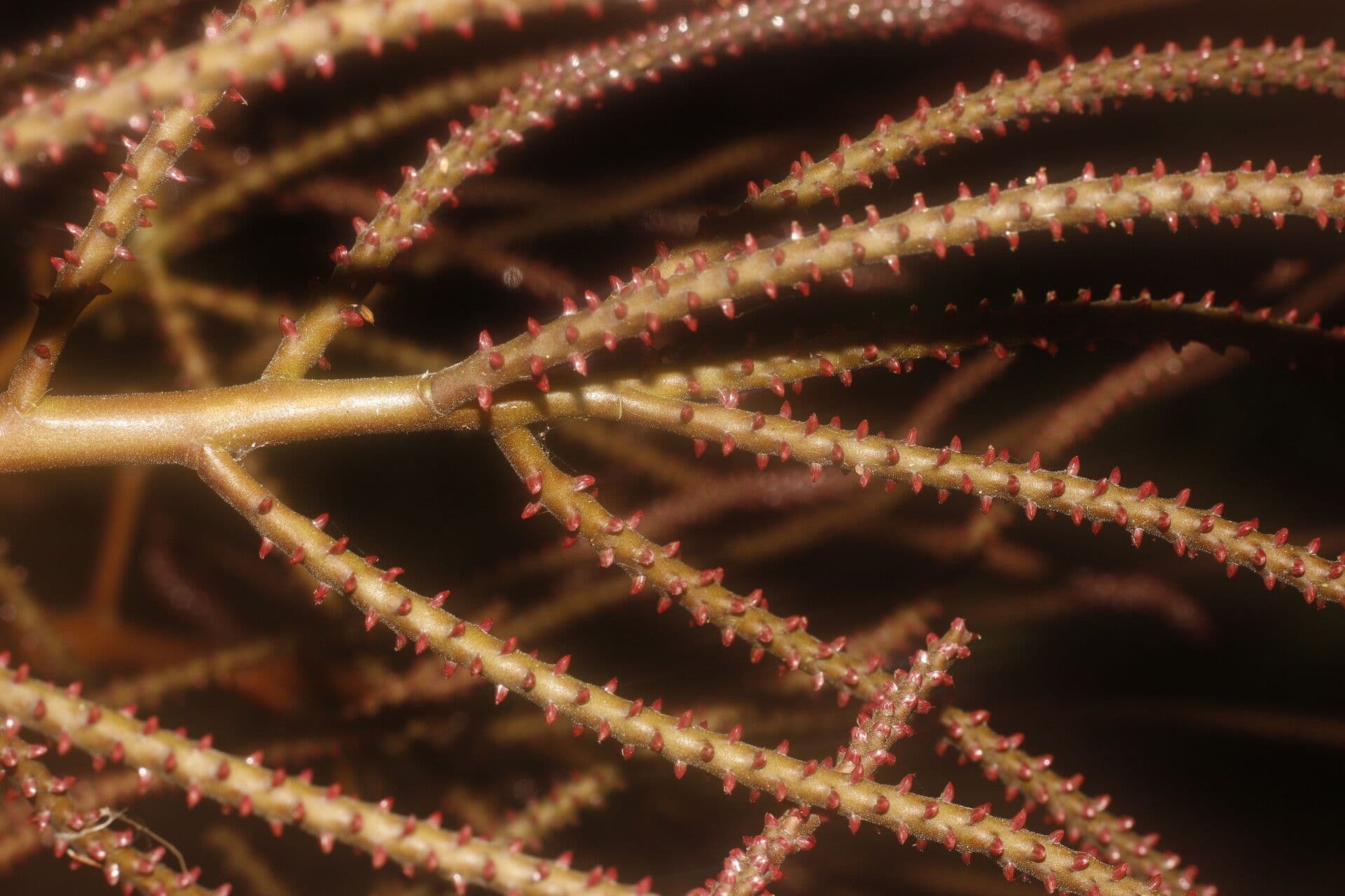 Geonoma interrupta