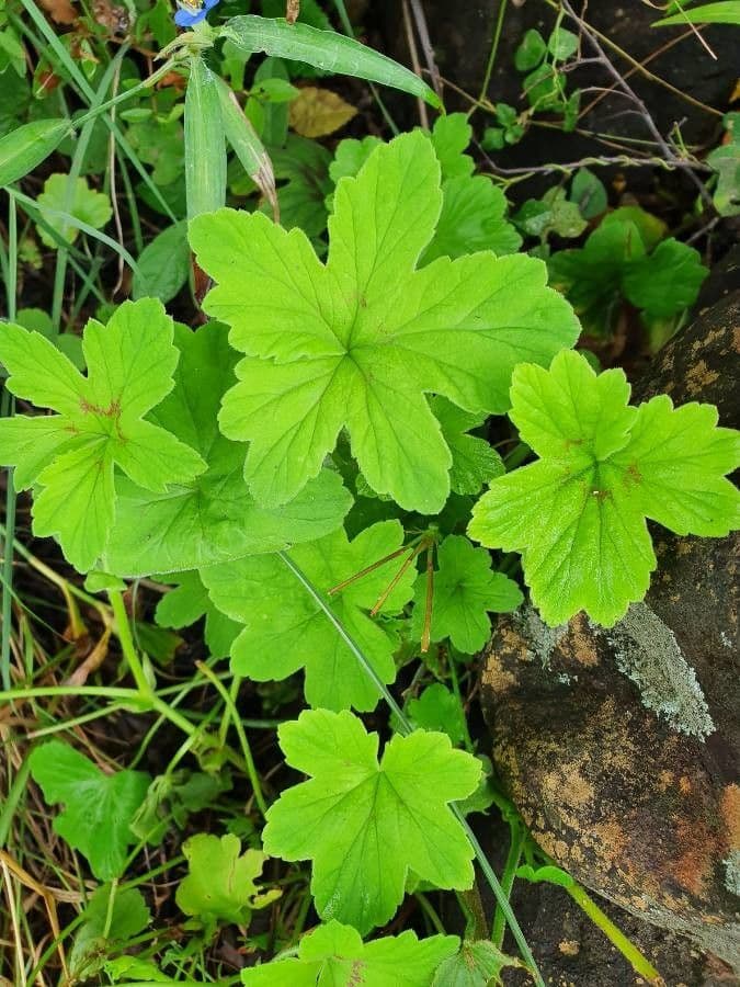 Pelargonium 16